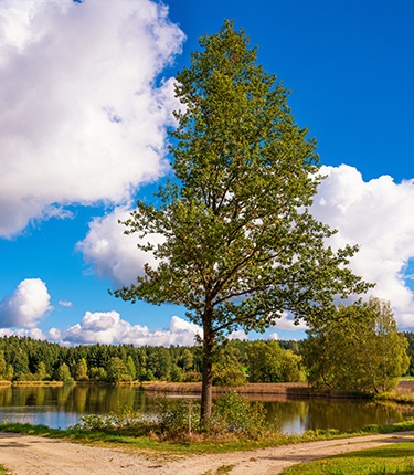 Ein Baum beim Teich
